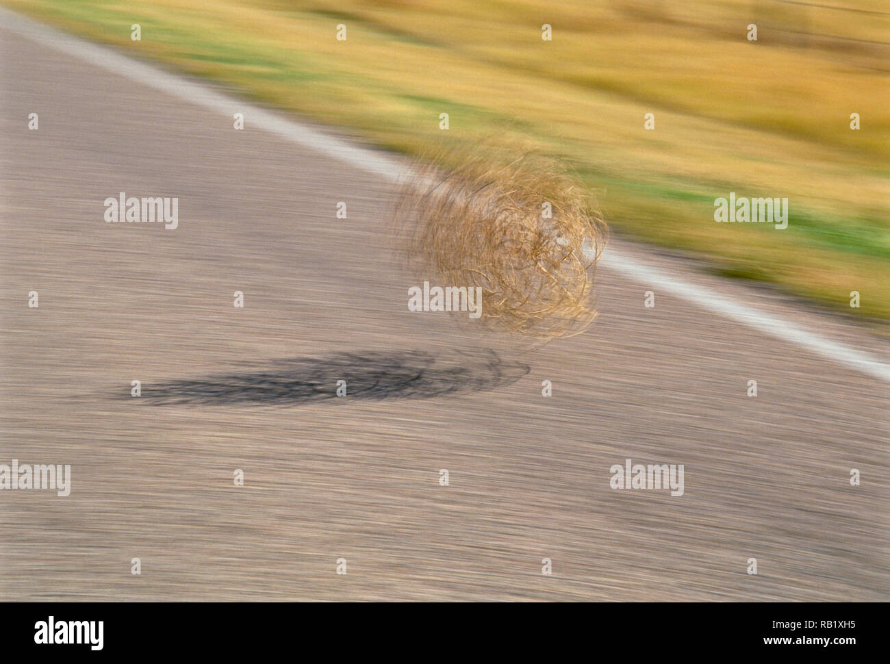 Tumbleweed is common sight out west, WY, USA Stock Photo