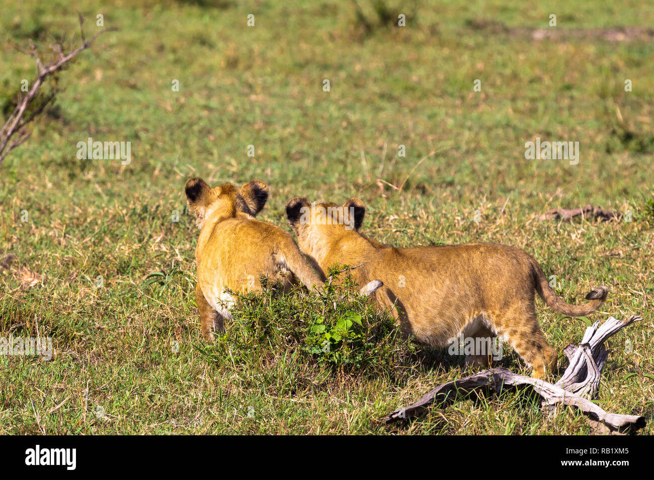 Lion cubs learn. Kenya, Africa Stock Photo Alamy