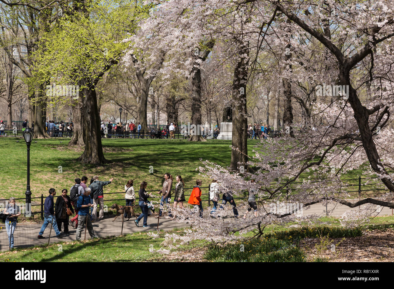 Springtime In New York New York City Residents and Tourists Enjoy Central Park in Springtime ...