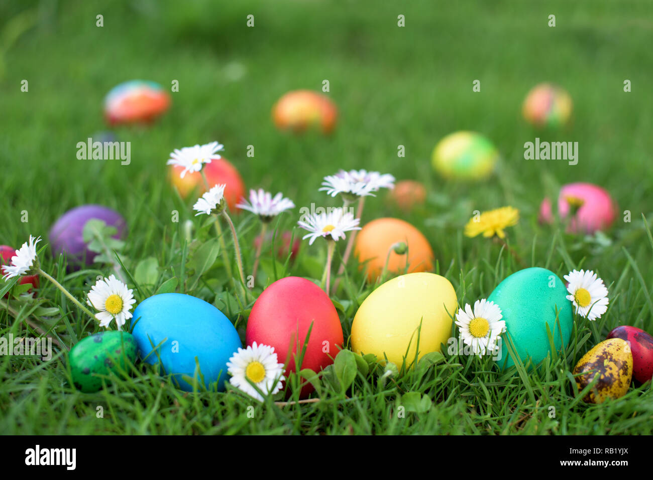 Color Easter eggs hidden in the grass Stock Photo - Alamy