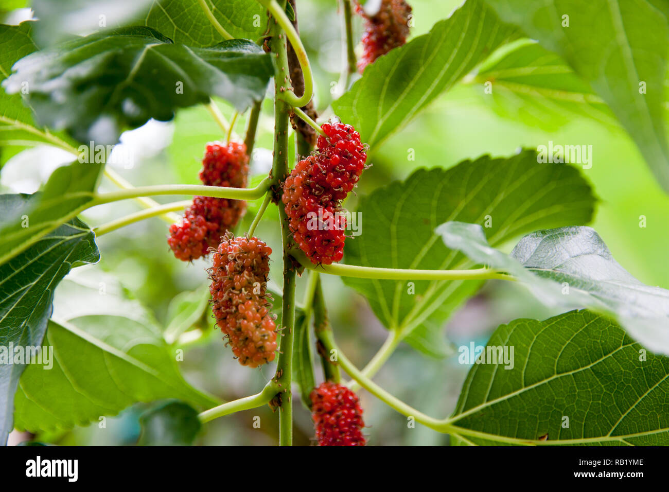 Mulberry fruit and green leaves on the tree. Mulberry this a fruit and can be eaten in have a red and purple color. Stock Photo