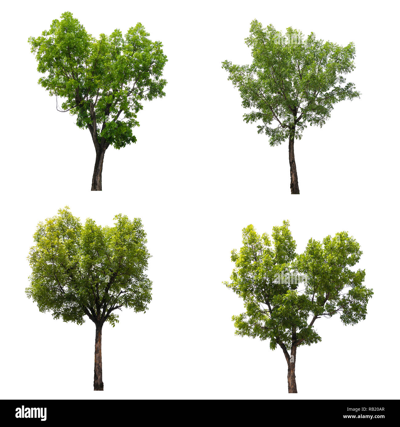 Set of The Trees isolated on a white background, Trees for design or decorate work. Stock Photo