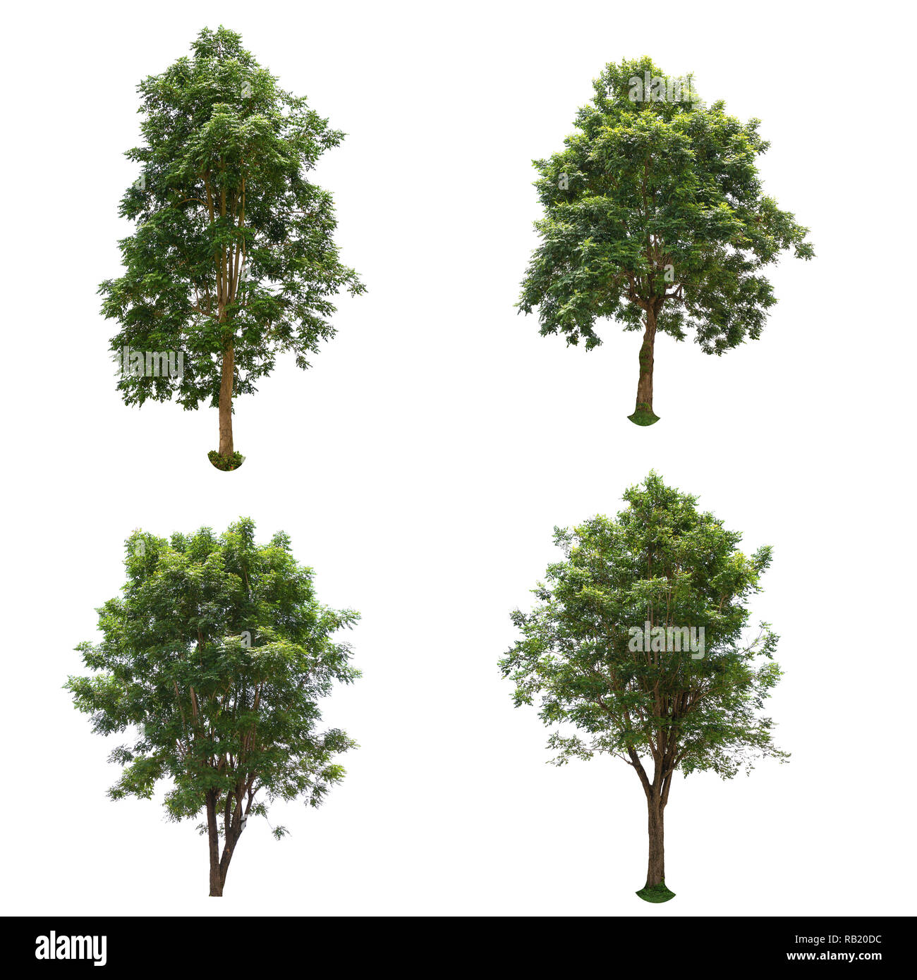 Set of The Trees isolated on a white background, Trees for design or decorate work. Stock Photo