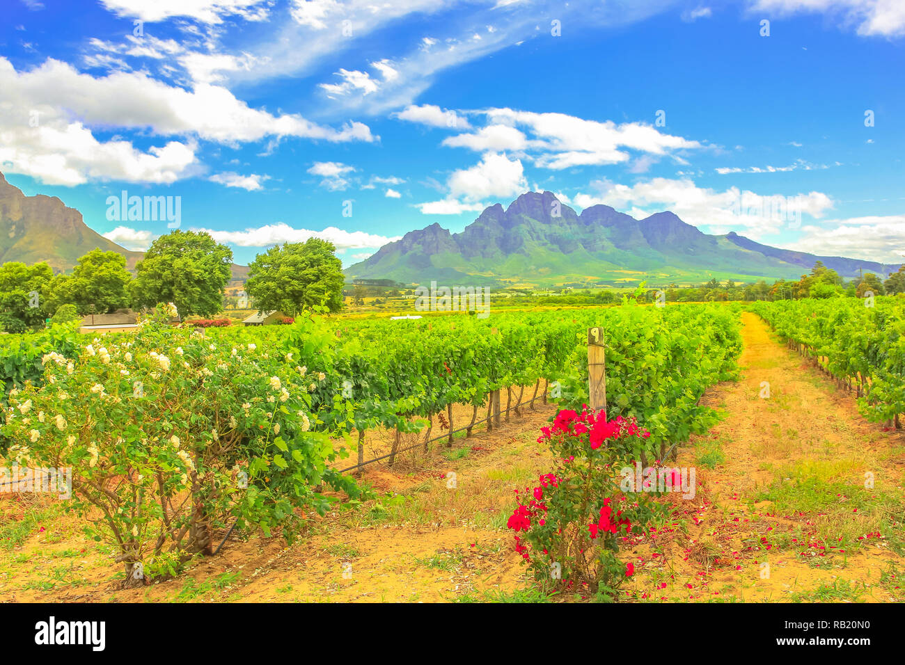 Rows of grapes in picturesque Stellenbosch, near Cape Town, wine region with Thelema Mountain on backdrop. Stellenbosch Wine Routes are one of most popular attractions of South Africa. Summer season. Stock Photo