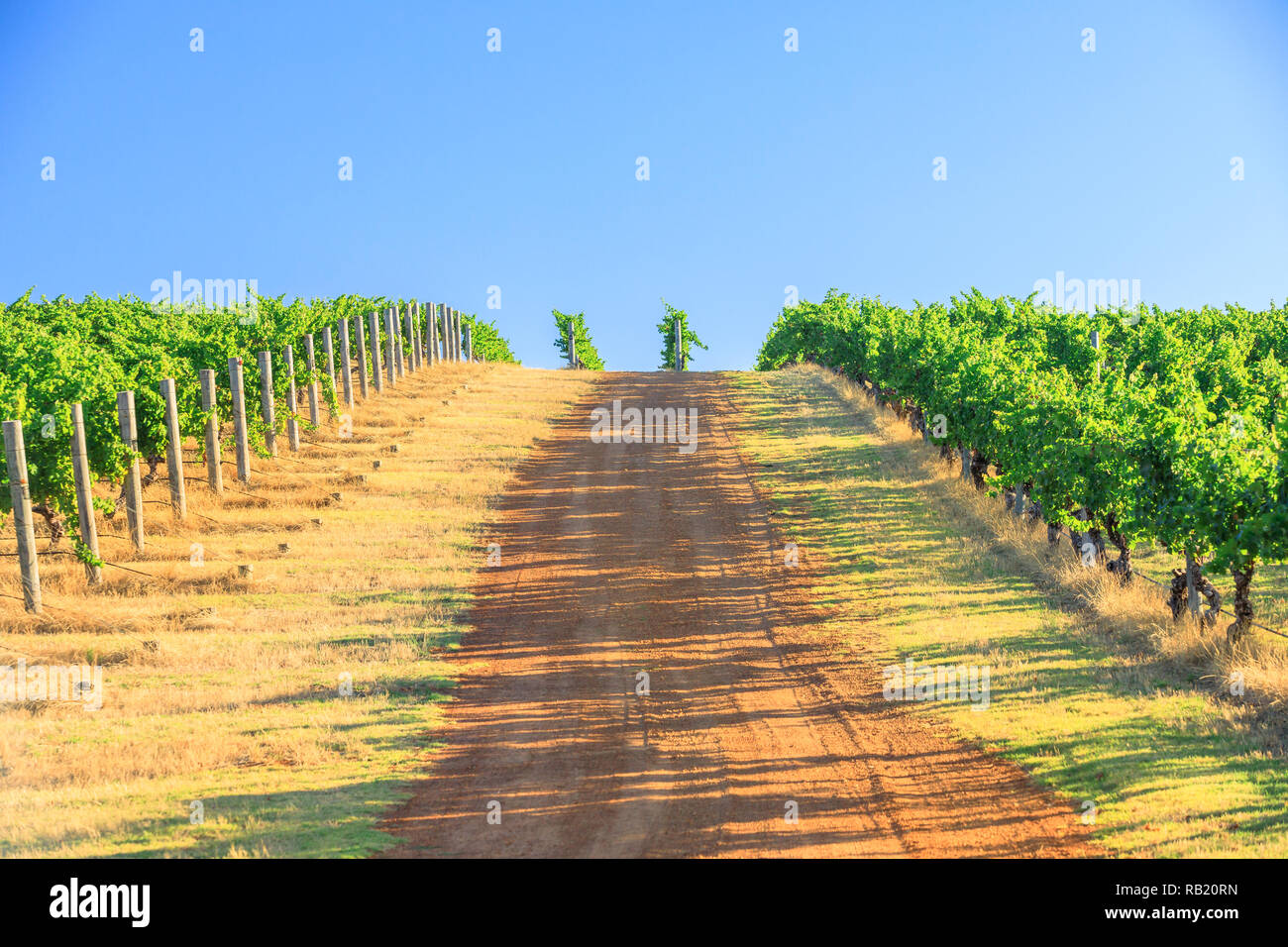 Seasonal background. Vineyard with rows of grapes in the scenic landscape of Wilyabrup in Margaret River the famous Wine Region in Western Australia where wine tasting tours are popular. Stock Photo