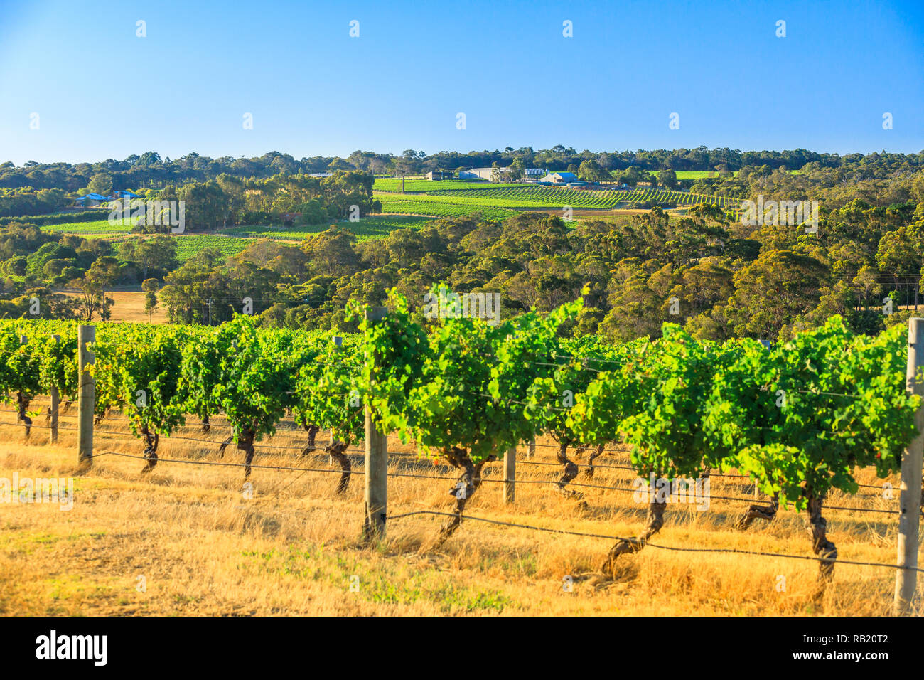 Rows of white grapes in one of many vineyards. Scenic landscape of Wilyabrup in famous Margaret River Wine Region, Western Australia, popular for wine tasting tours. Sunny day with blue sky. Stock Photo