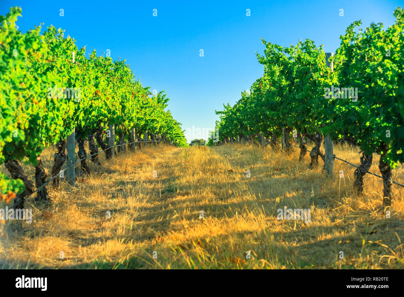 Rows of white grapes in one of many vineyards. Scenic landscape of Wilyabrup in famous Margaret River Wine Region, Western Australia, popular for wine tasting tours. Sunny day with blue sky. Stock Photo