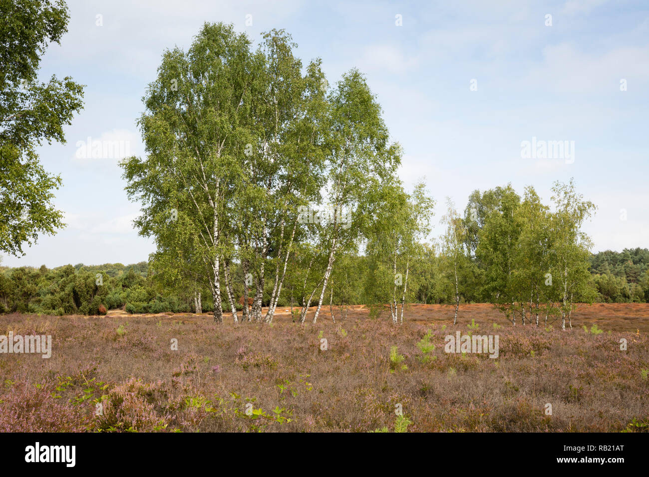 Nature reserve Westruper Heide, Nature reserve Hohe Mark, Münsterland ...