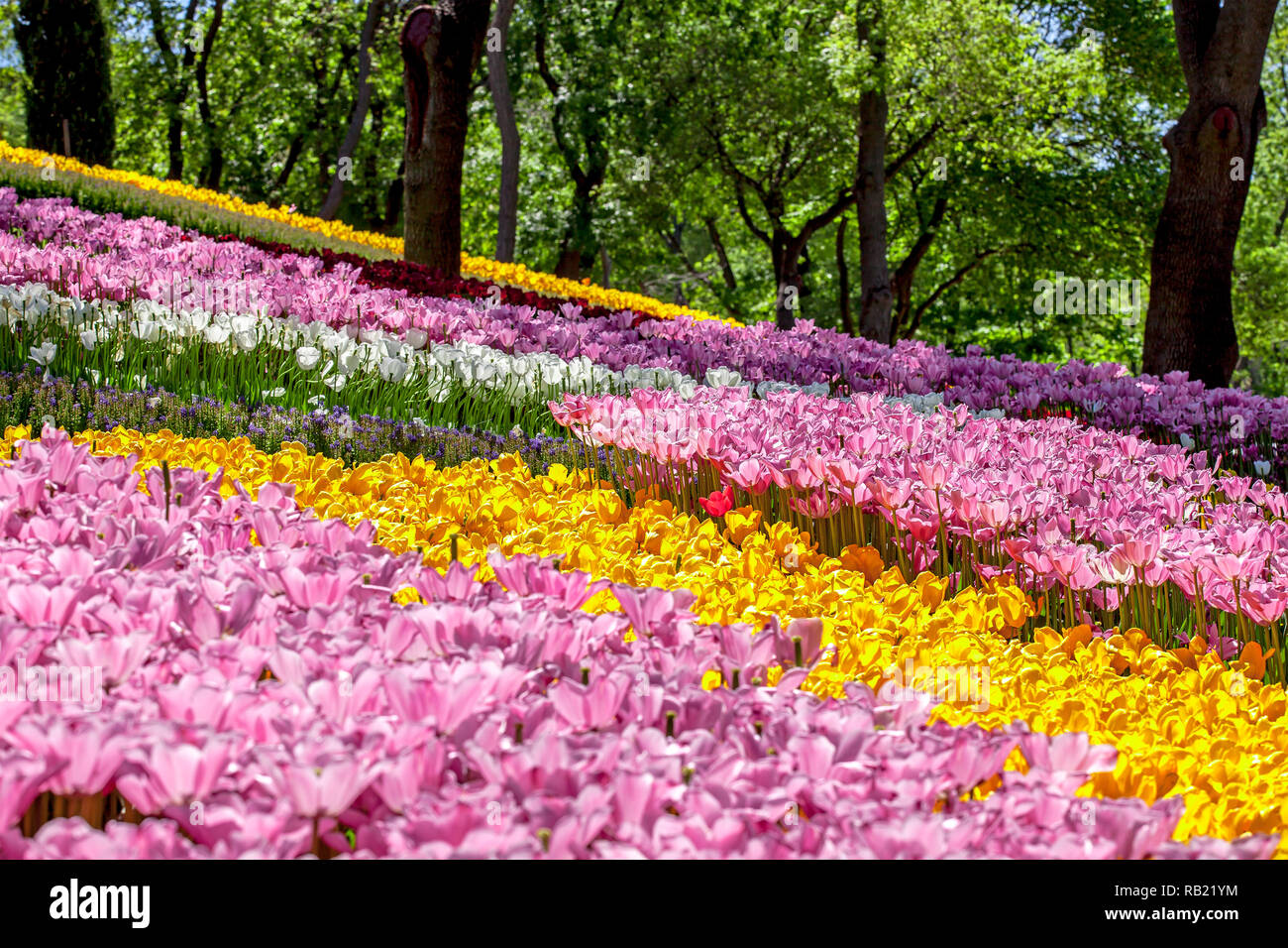 Tulipa Istanbul High Resolution Stock Photography and Images - Alamy