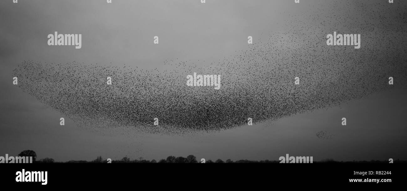 Thousands of Starlings (Sturnus vulgaris) gather in the evening sky and perform a breathtaking murmuration before going to roost, Oxfordshire Stock Photo
