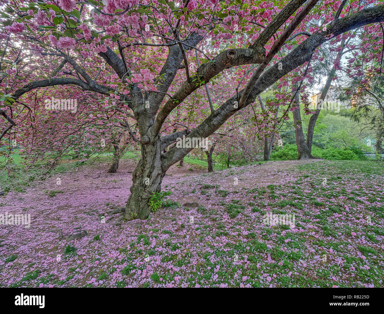 Central Park, Manhattan, New York City in spring Stock Photo - Alamy
