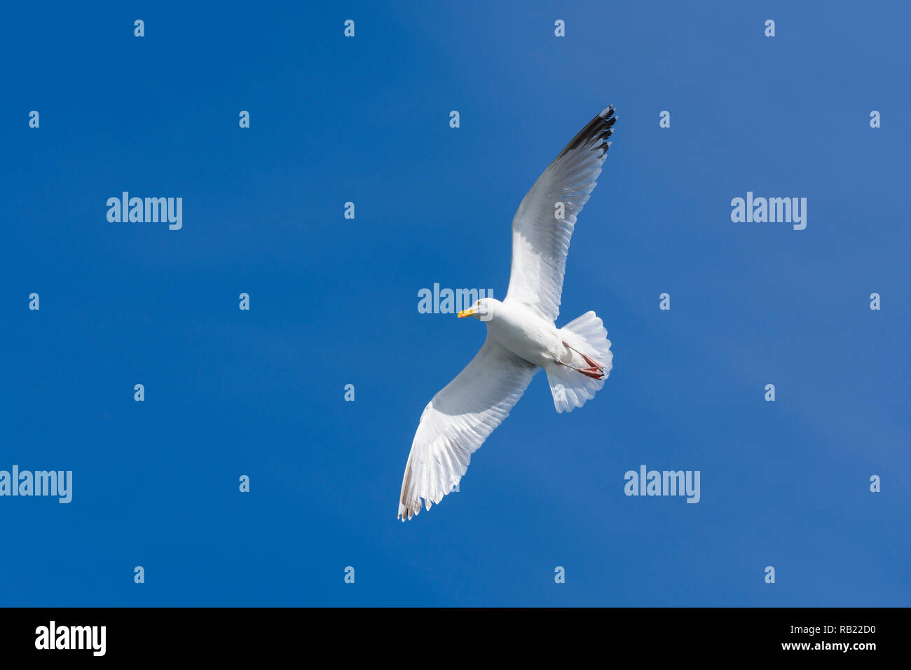 Silver gull in flight, North sea, Netherlands Stock Photo