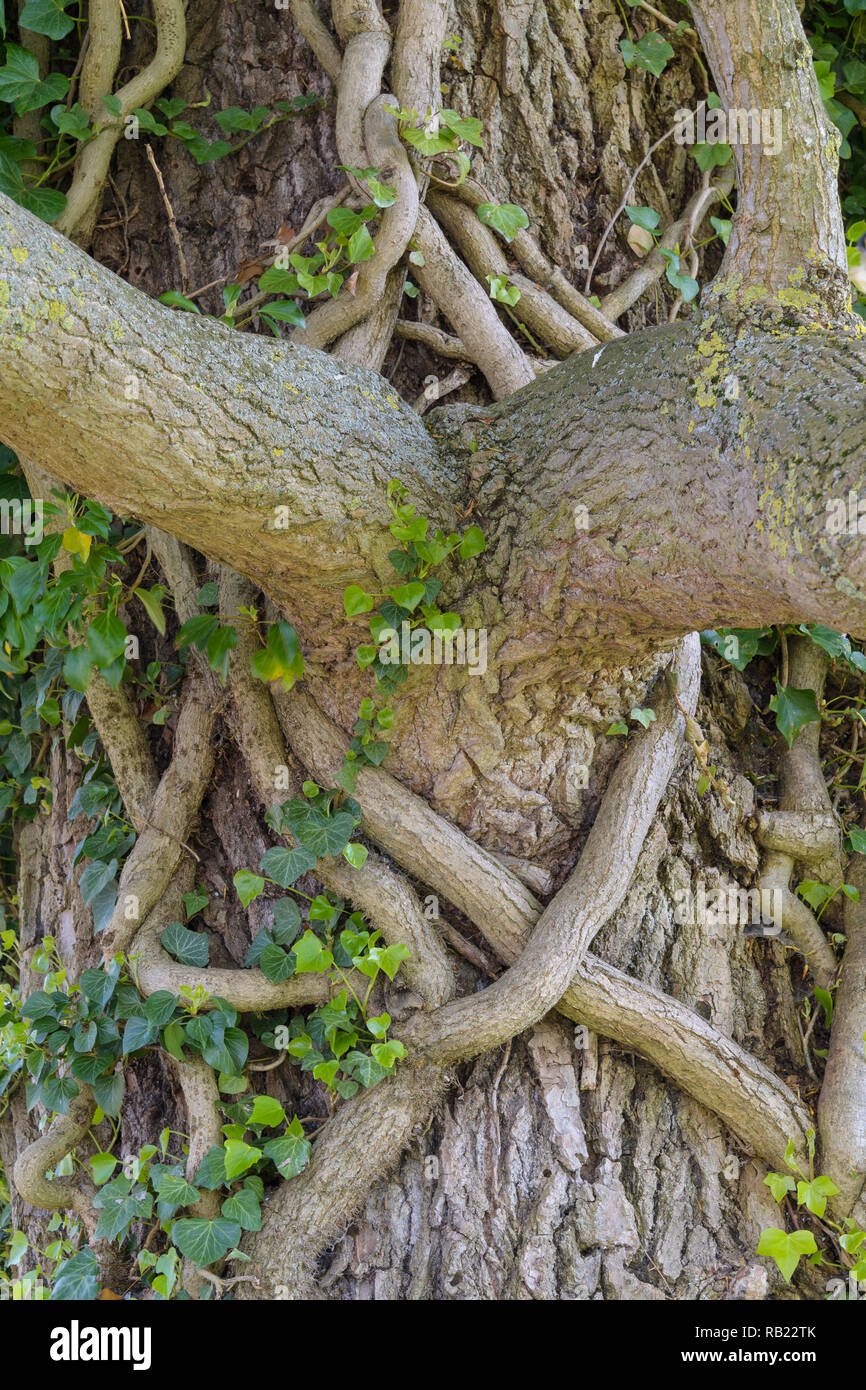 Branch fork entwined on the tree by ivy Stock Photo Alamy