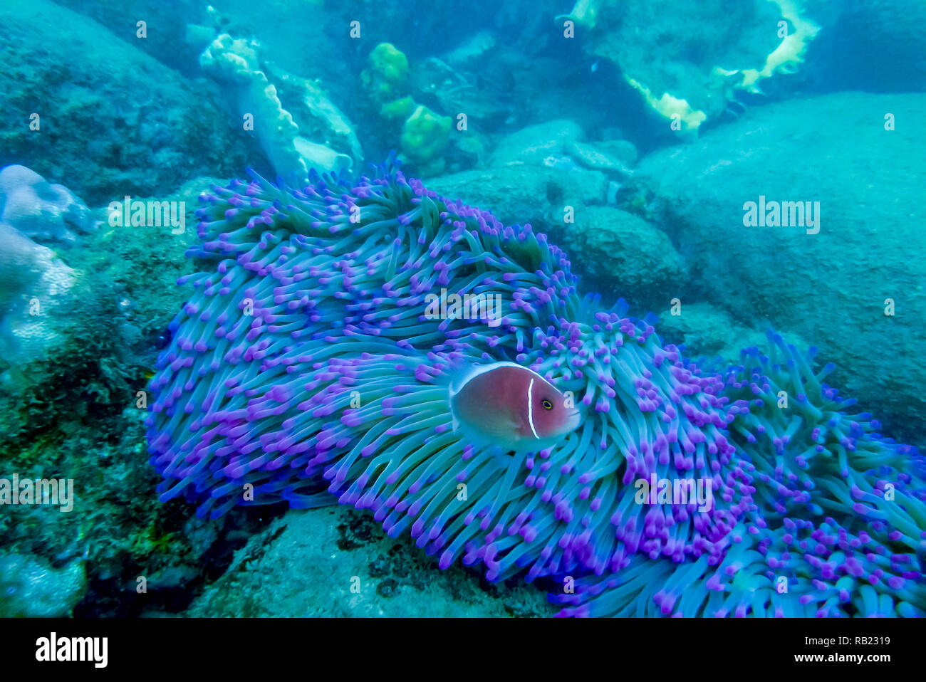 Pink Anemone Fish On A Reef With Purple Tipped Anemone Stock Photo Alamy