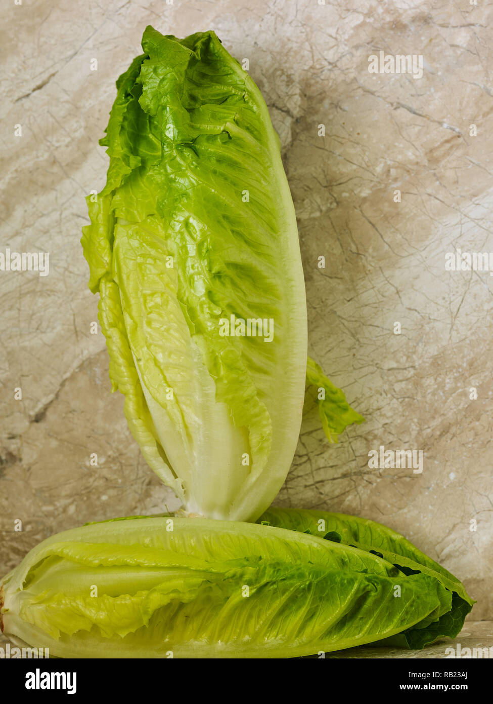 Romaine hearts (cos lettuce) vegetable food still life photograph on ...