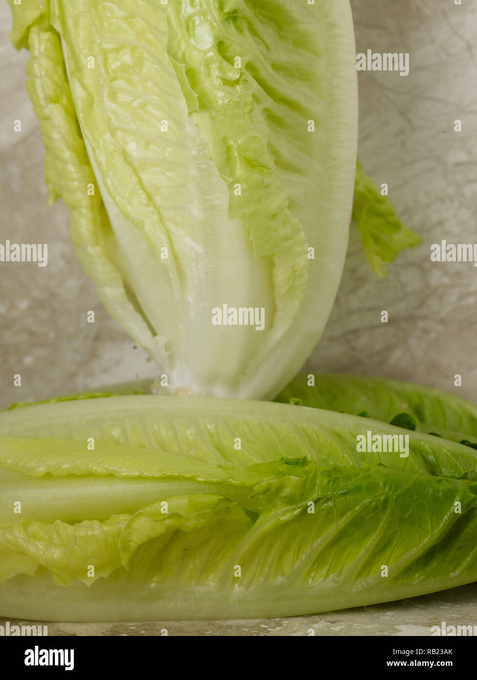 Romaine hearts (cos lettuce) vegetable food still life photograph on ...