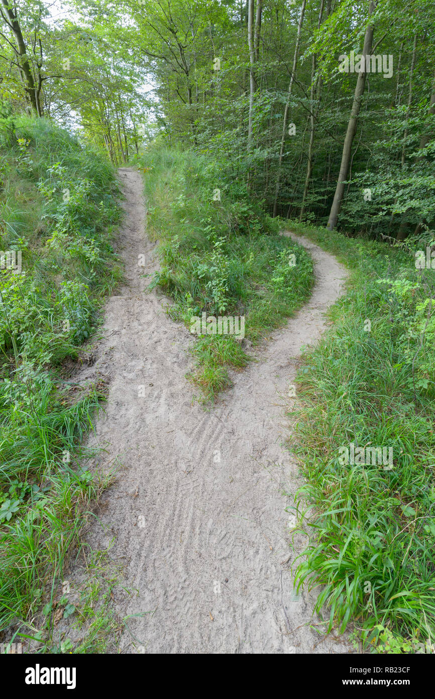 Forked forest path on the steep coast at sunrise, Langenberg, Bansin, Usedom, Baltic Sea, Western Pomerania, Germany Stock Photo