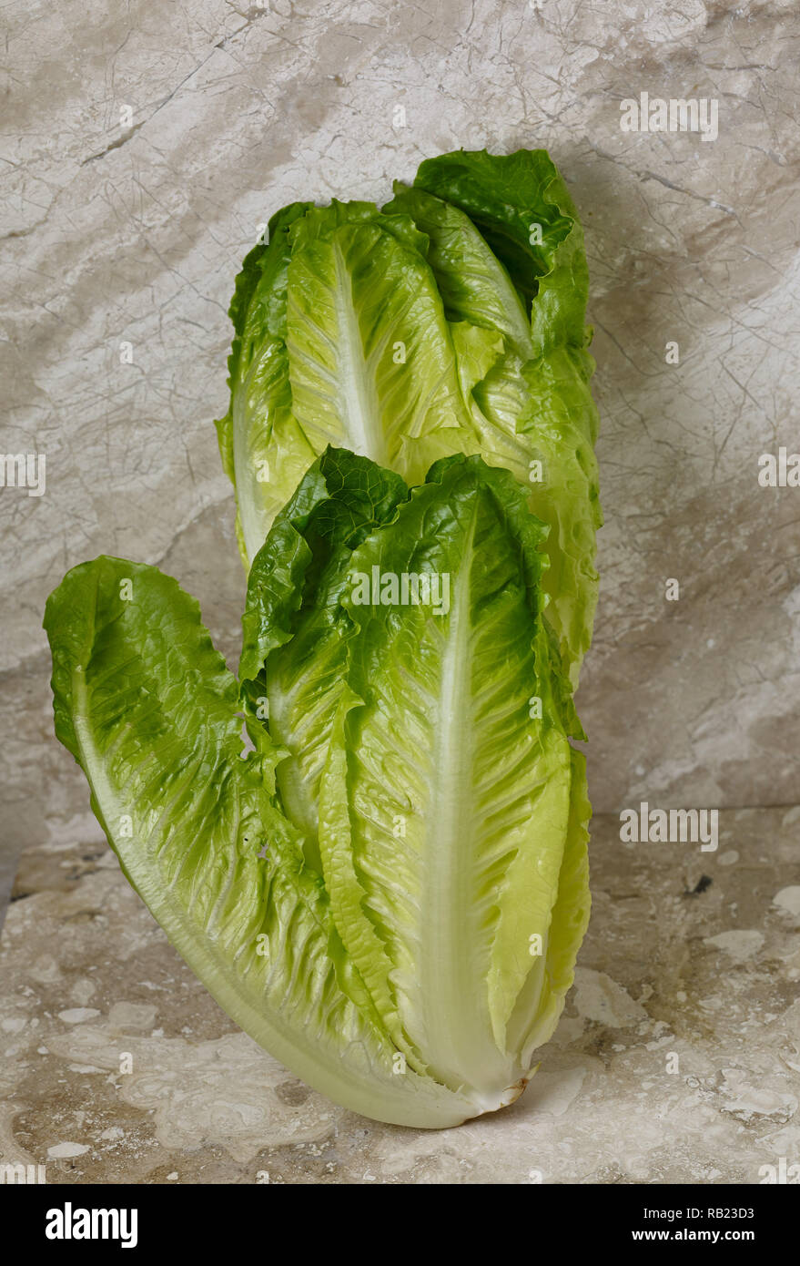 Romaine hearts (cos lettuce) vegetable food still life photograph on ...