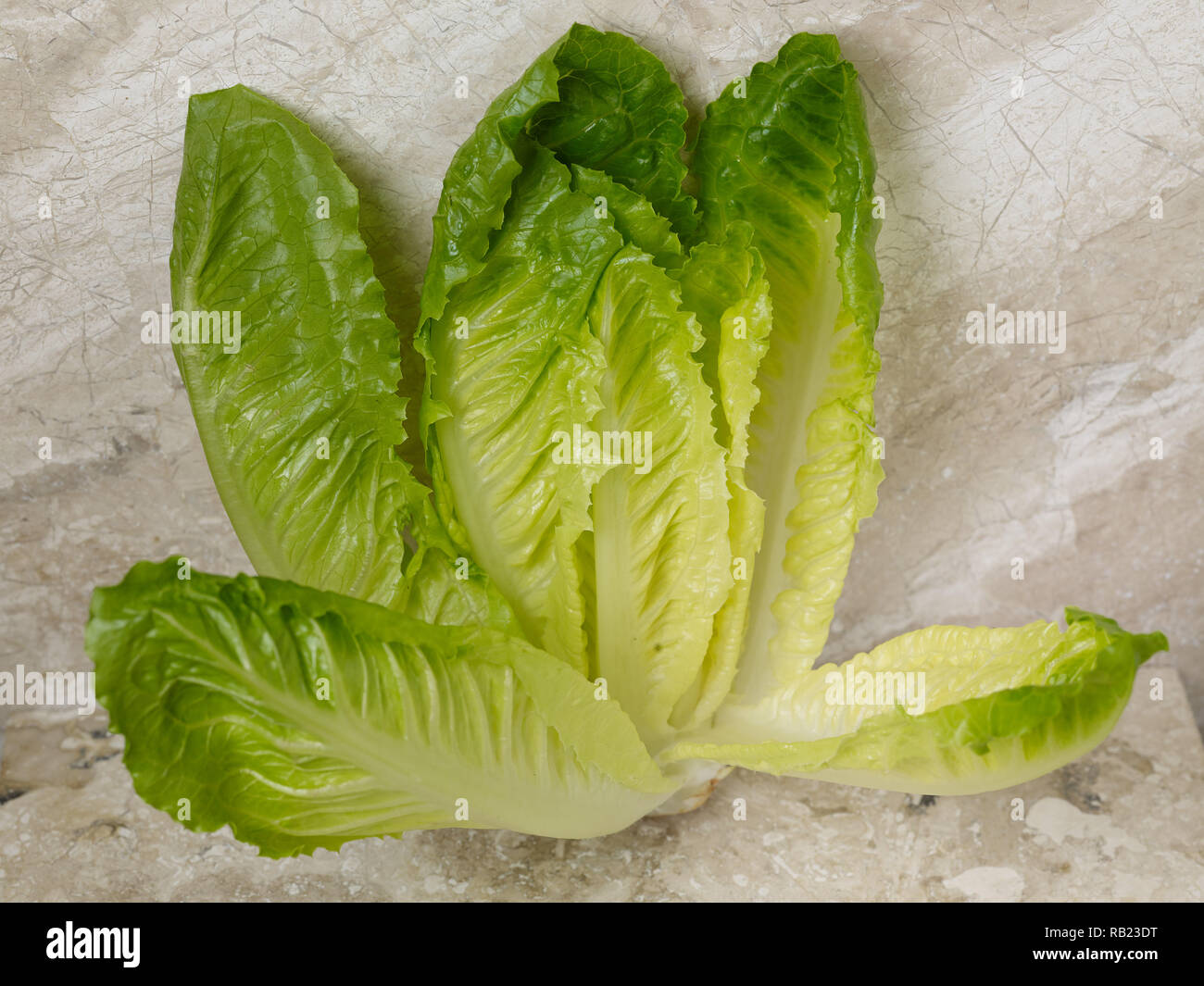 Romaine hearts (cos lettuce) vegetable food still life photograph on ...
