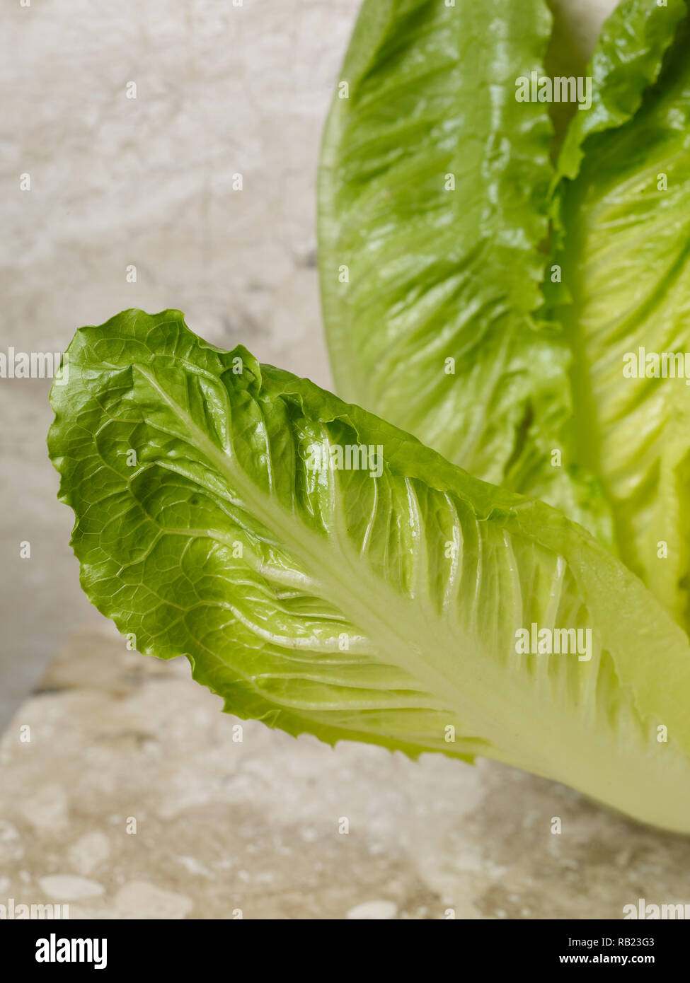 Romaine hearts (cos lettuce) vegetable food still life photograph on ...