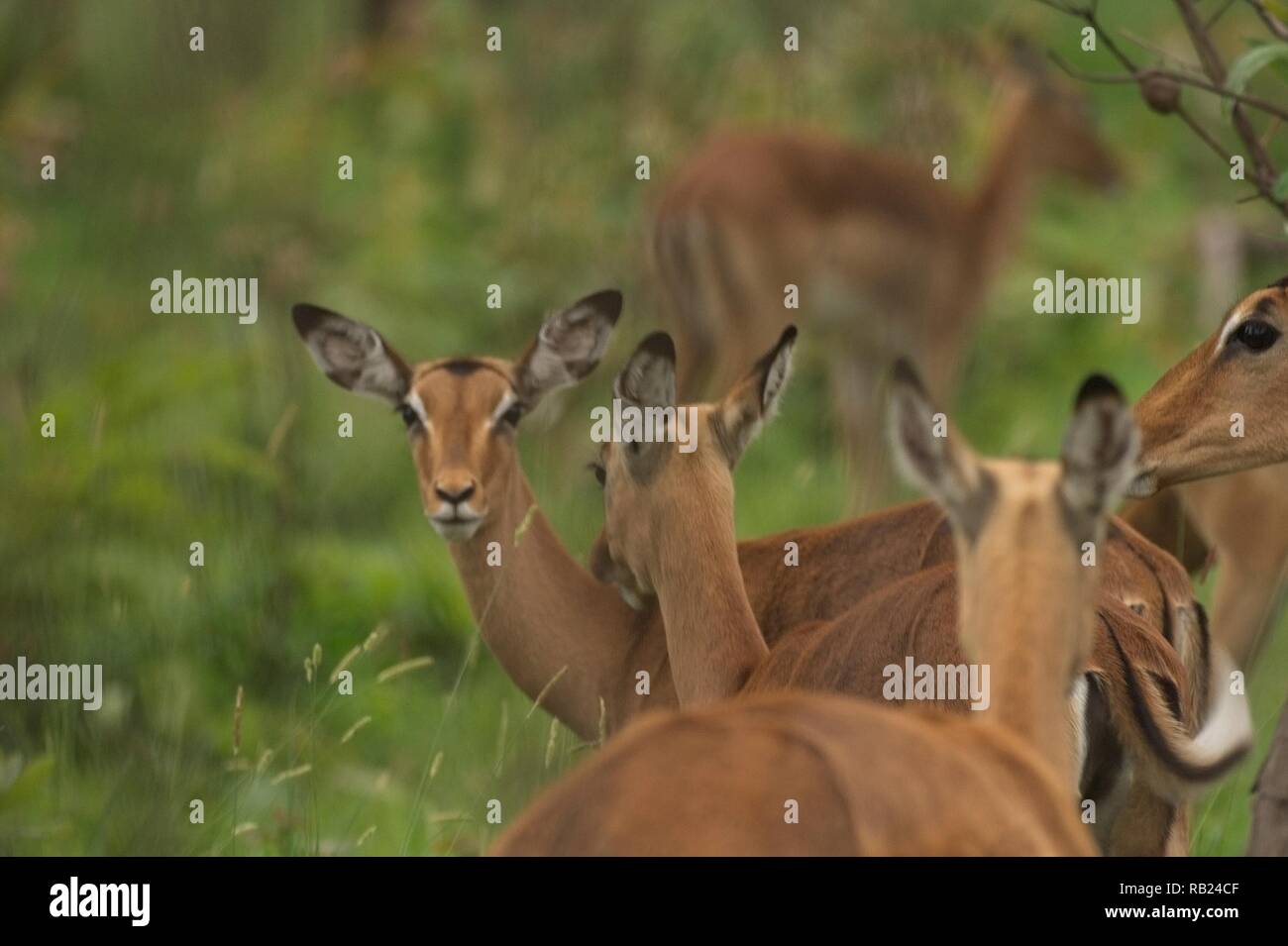 deer in south africa Stock Photo Alamy