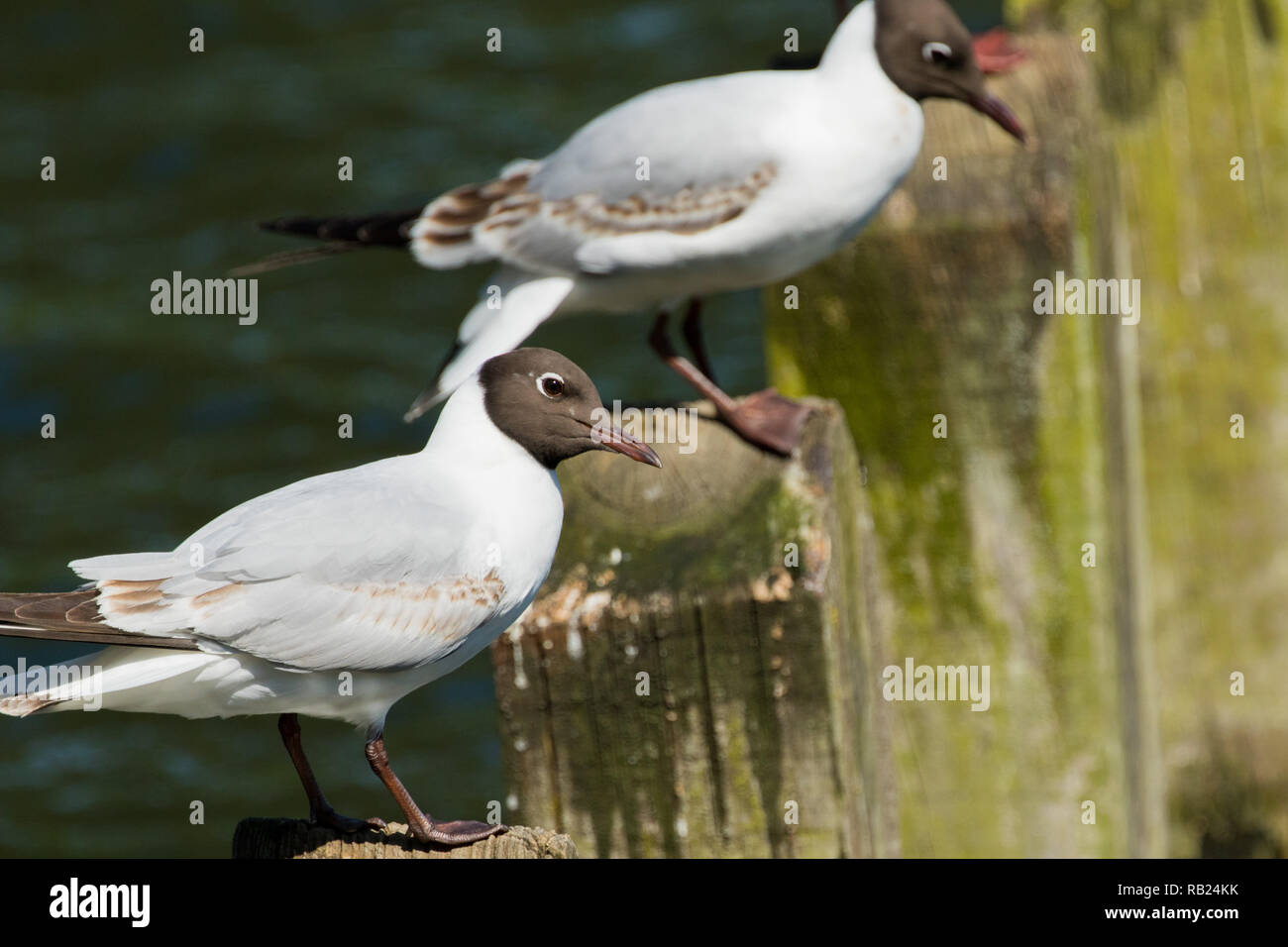 Two Black-headed Gulls perched on wooden posts. Stock Photo