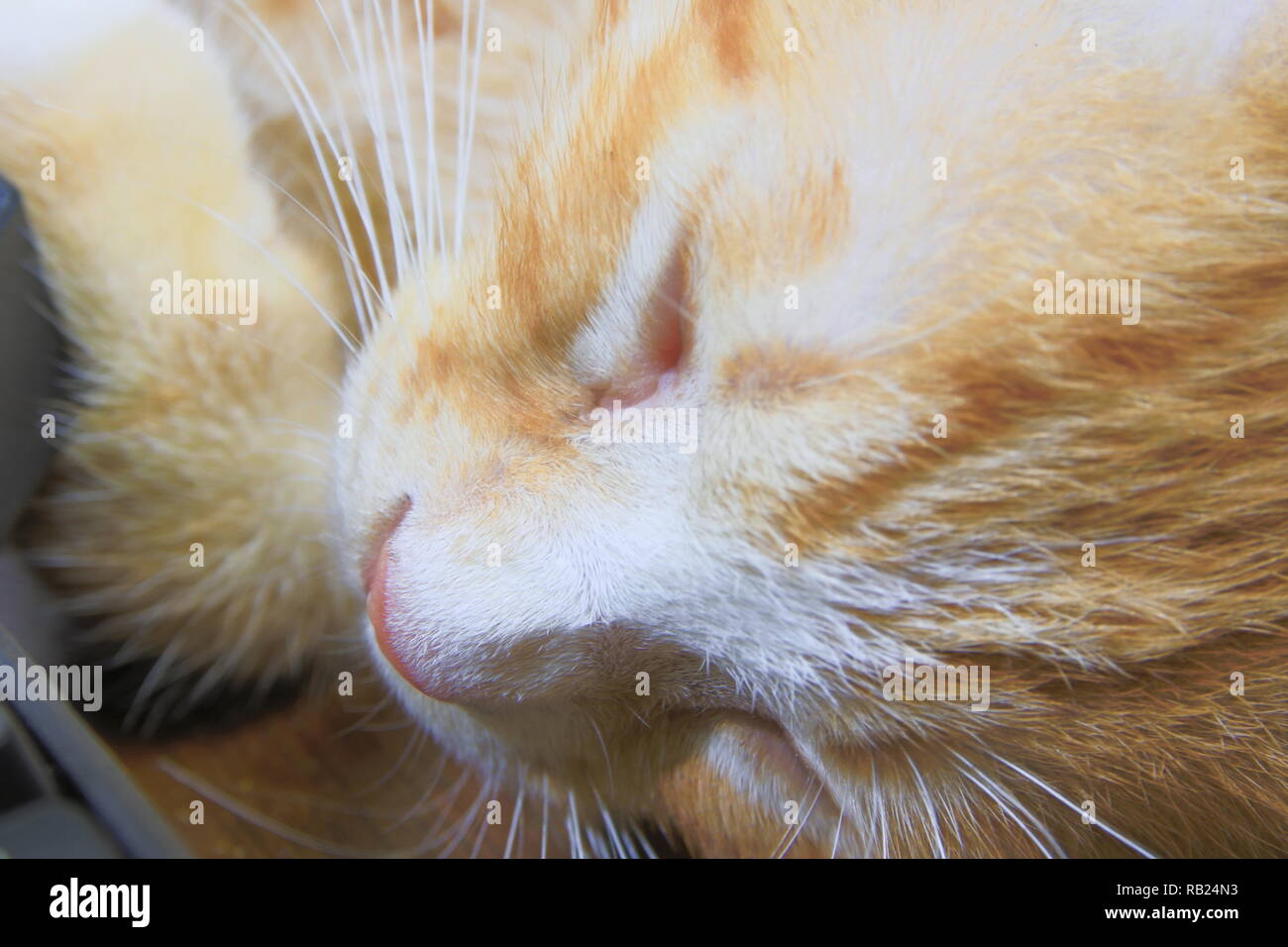 close up cat nose, kitten orange relax sleeping Stock Photo