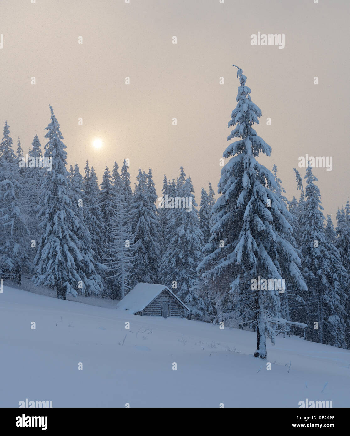 Christmas view. Winter landscape with fir trees in the snow. The wooden ...