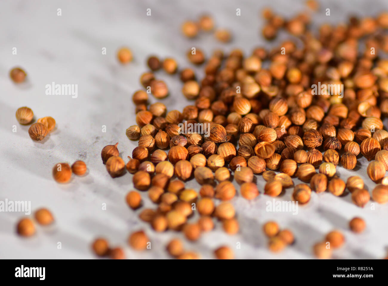 Coriander Seeds in a Schwartz Jar Stock Photo