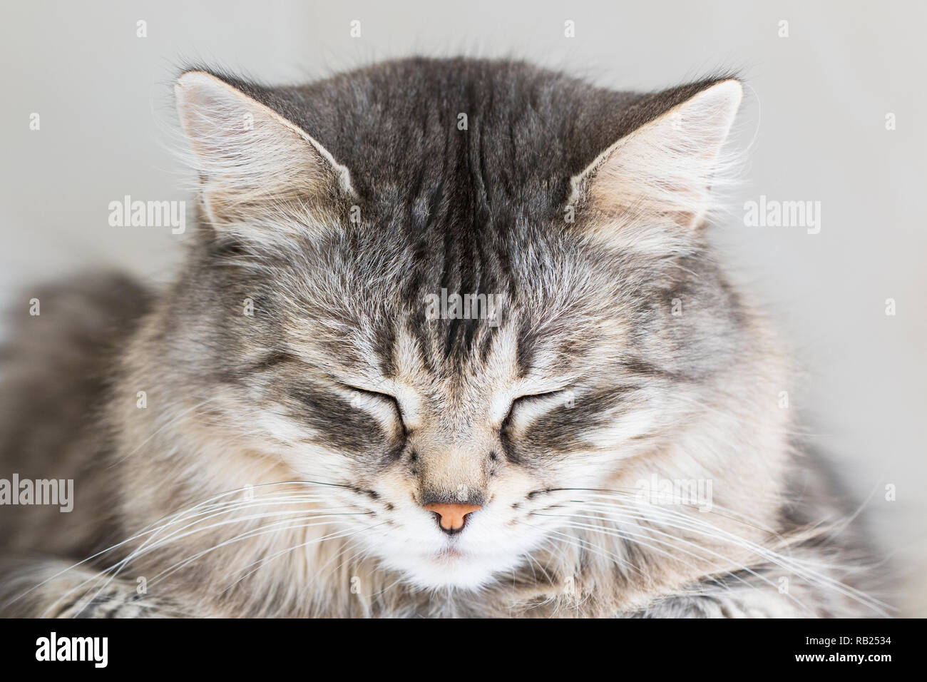 Cute pet of siberian breed, grey silver color. Pretty kitten indoor in