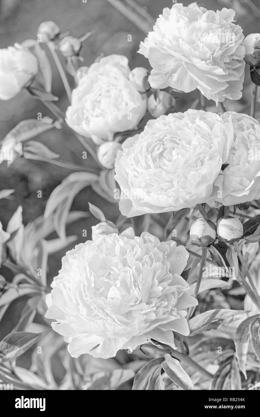 Perennials genus Black and White Stock Photos & Images - Alamy