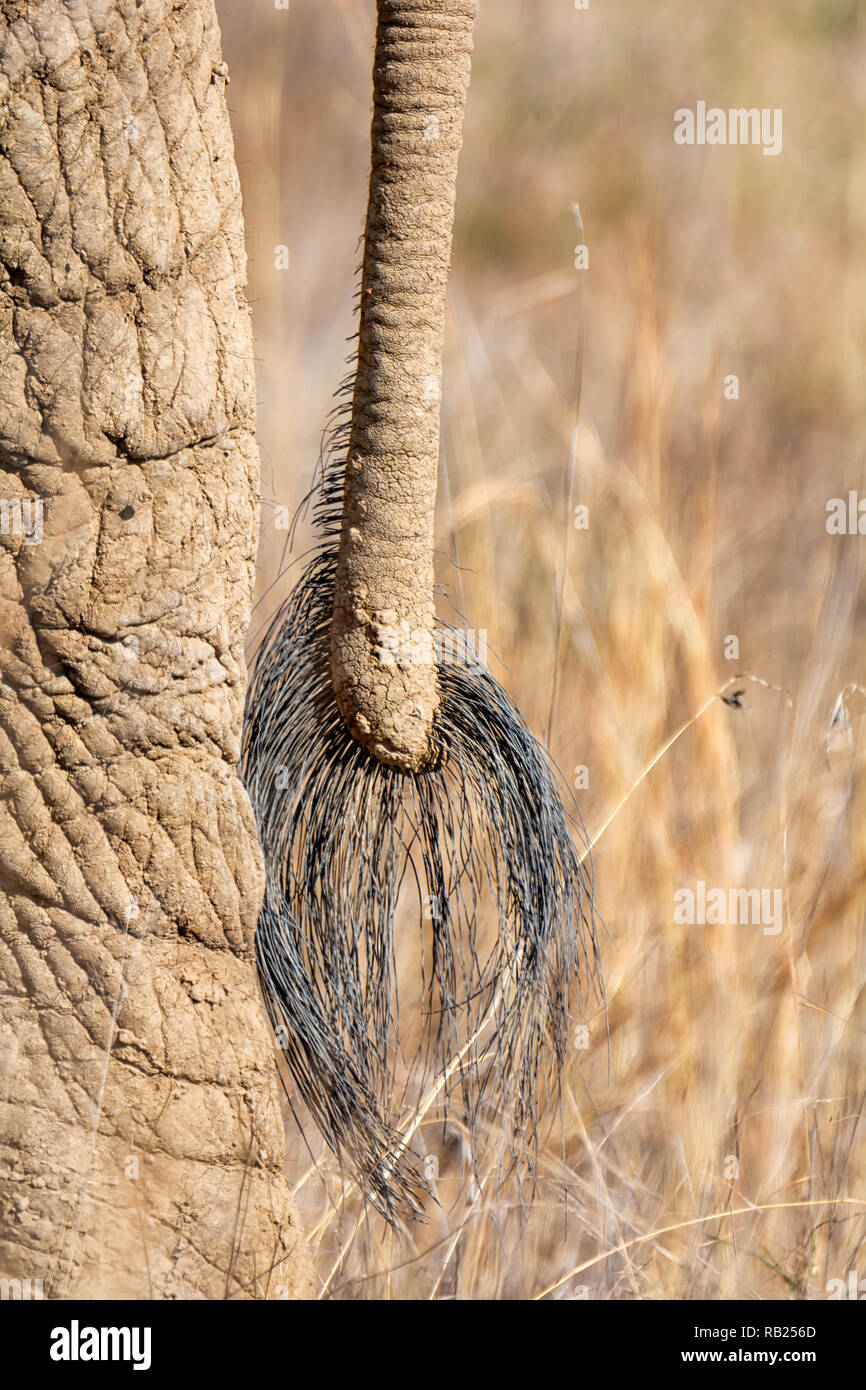 A closeup of an African Elephant's tail Stock Photo