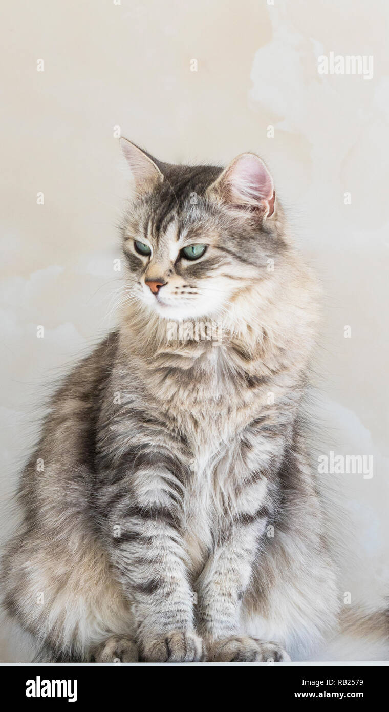 Female Cat Of Siberian Breed Silver Color Pretty Kitten Indoor In Relax Stock Photo Alamy