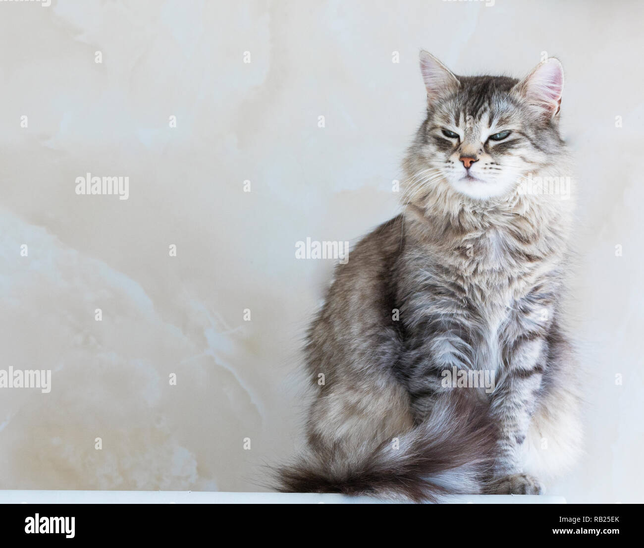 Female cat of siberian breed, grey silver hair color and green eyes. Pretty  kitten indoor in relax Stock Photo - Alamy