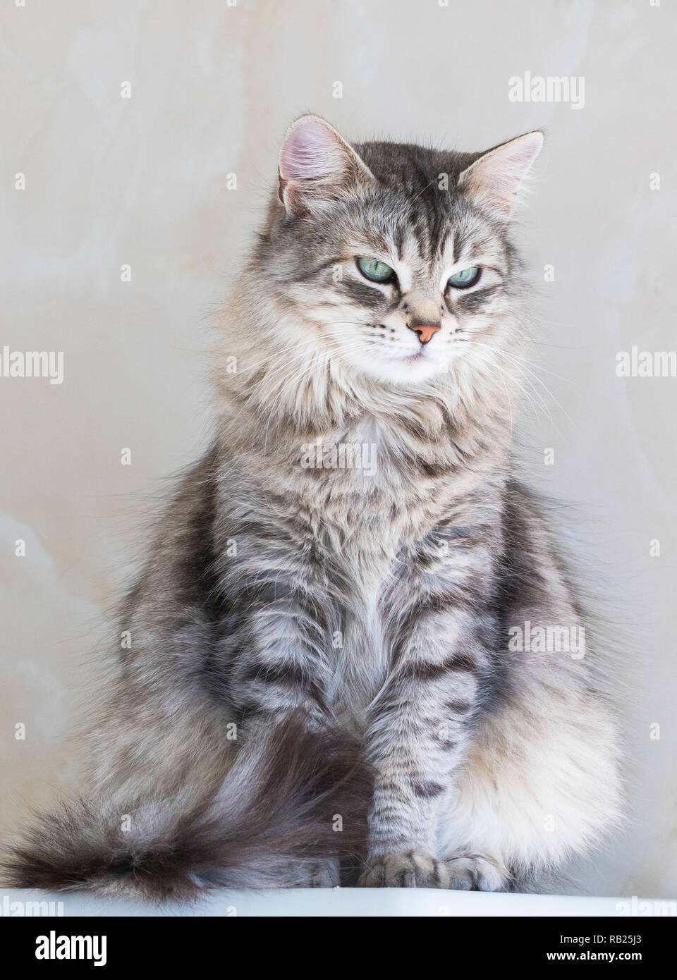 Lovely cat of siberian breed grey silver color. Sweet kitten