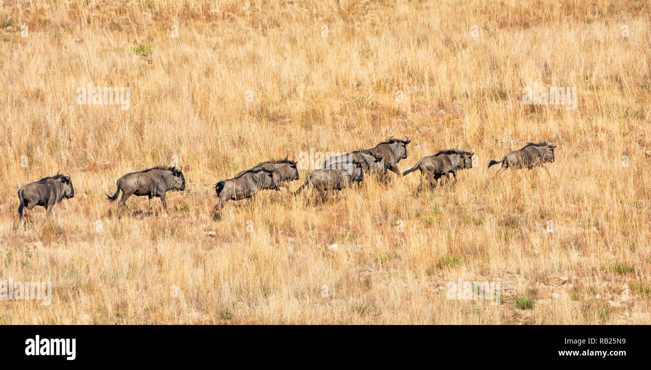 A Herd Of Blue Wildebeest Running In Southern African Grasslands Stock 