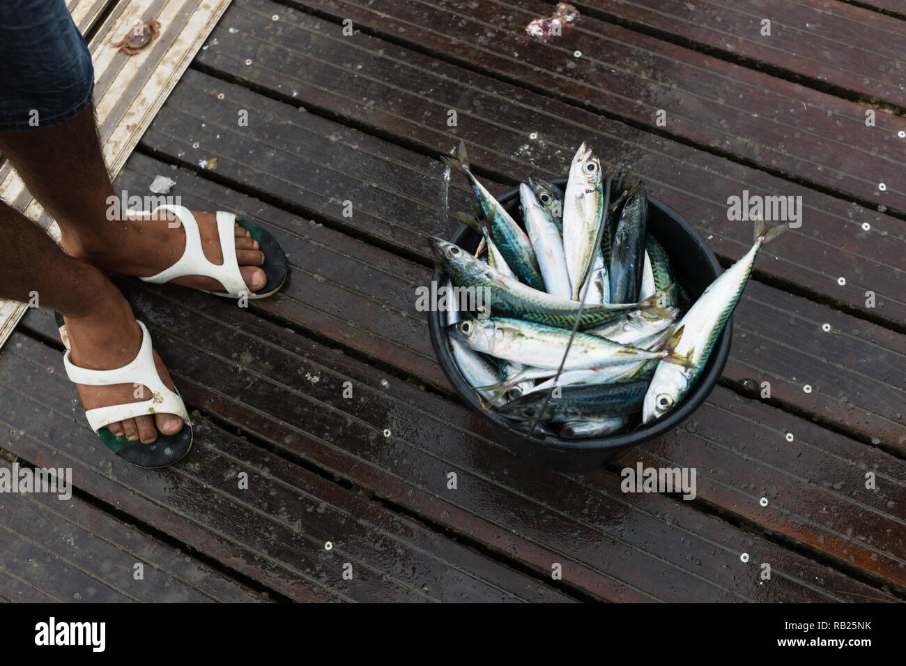 fresh fish in a bucket Stock Photo Alamy