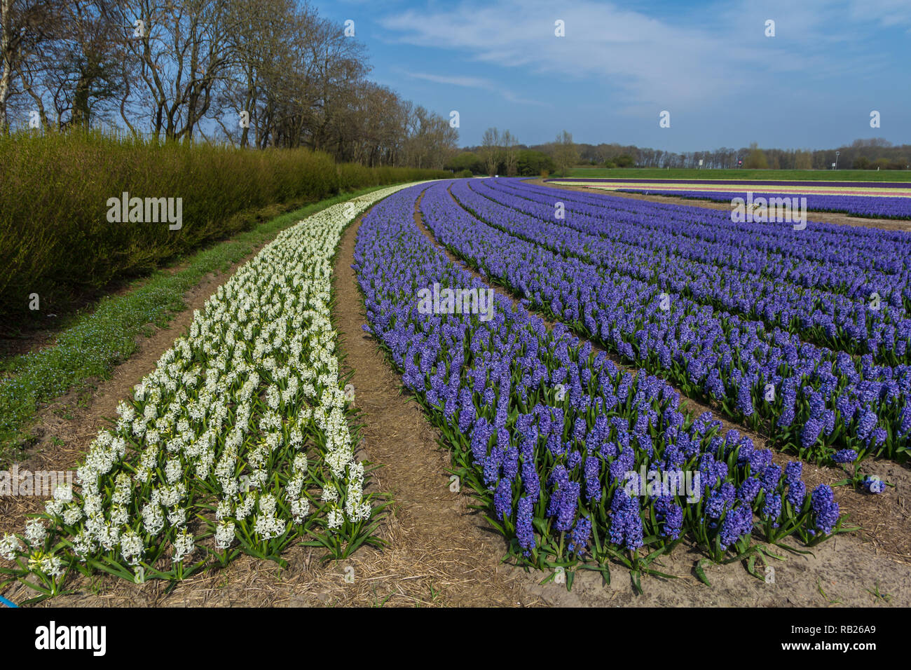 Dutch flower field in spring with white and purple hyacinth flower rows ...