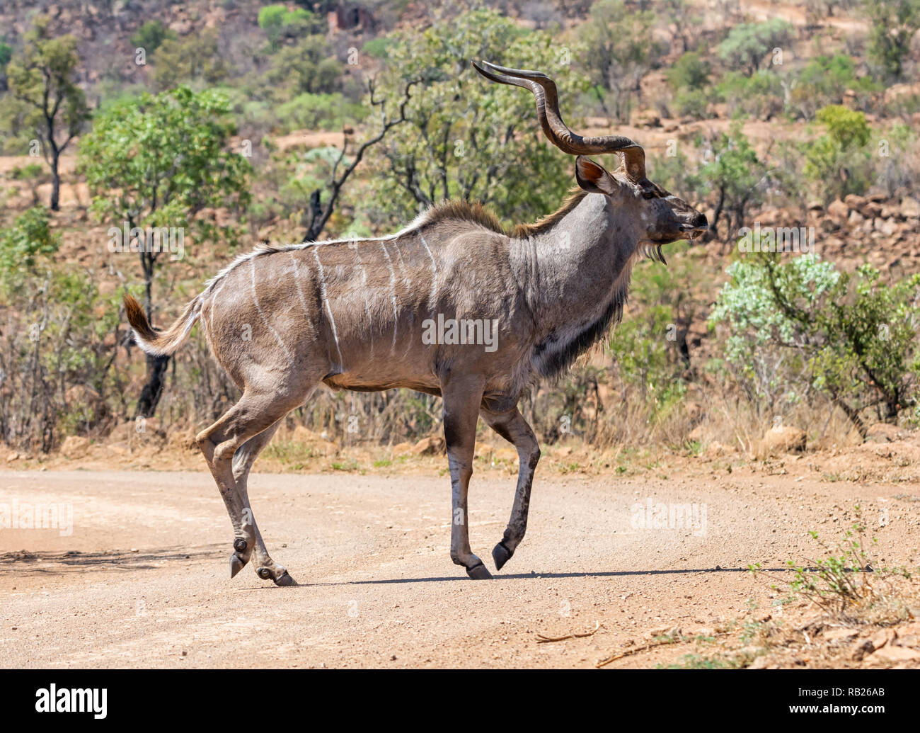 A Kudu bull in Southern African savanna Stock Photo - Alamy