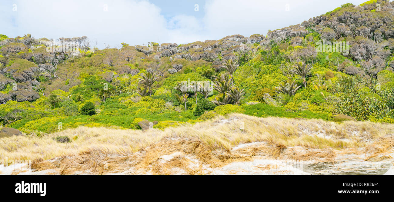 Native new zealand trees background hires stock photography and images Alamy