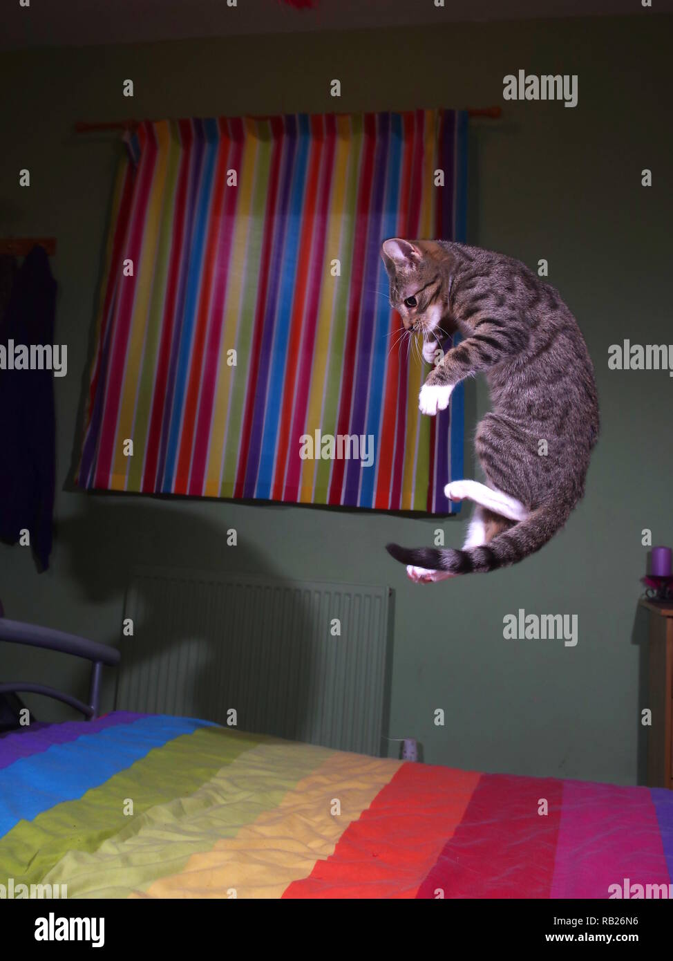 Tabby kitten jumping on bed Stock Photo Alamy