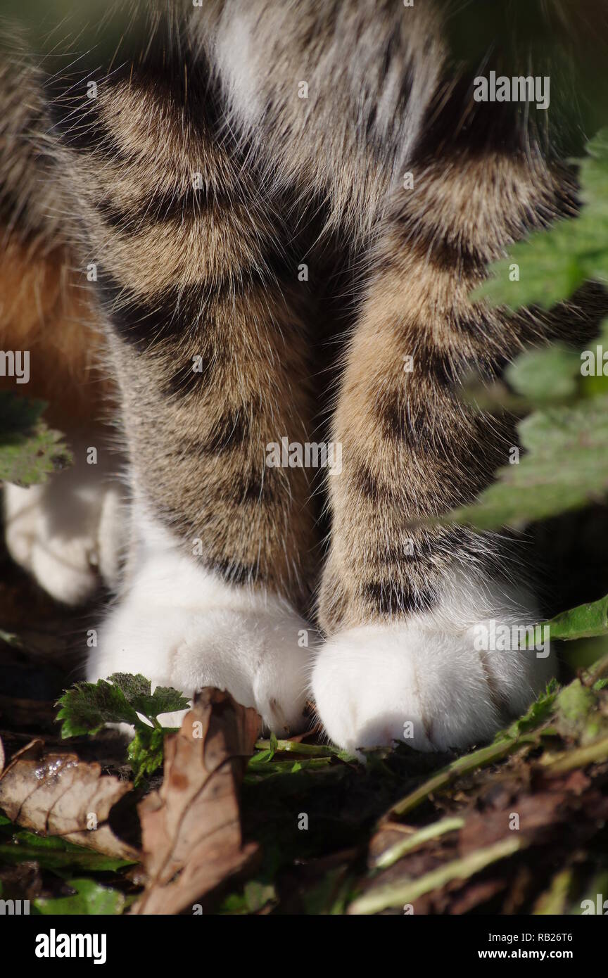 Tabby cat feet Stock Photo Alamy