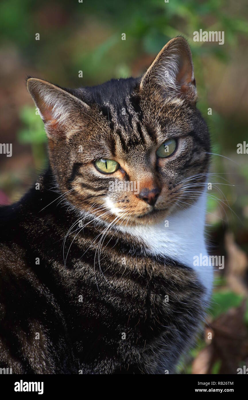 Portrait of tabby cat Stock Photo - Alamy