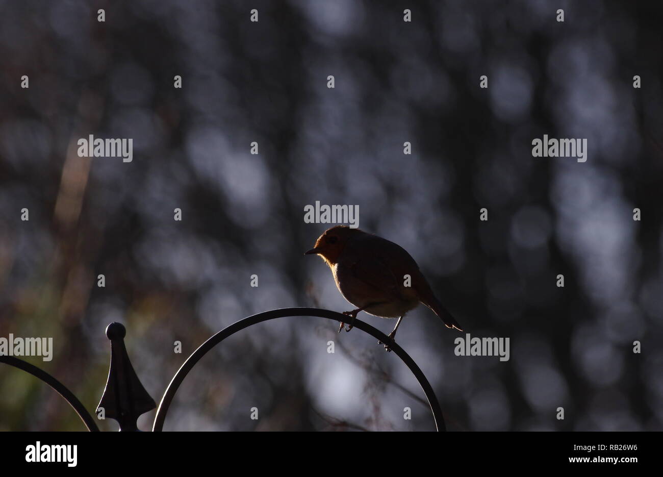 Garden robin backlit hi-res stock photography and images - Alamy