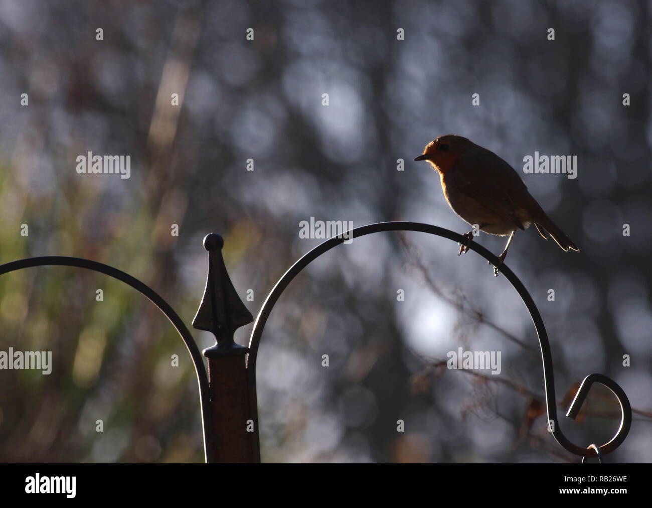 Garden robin backlit hi-res stock photography and images - Alamy