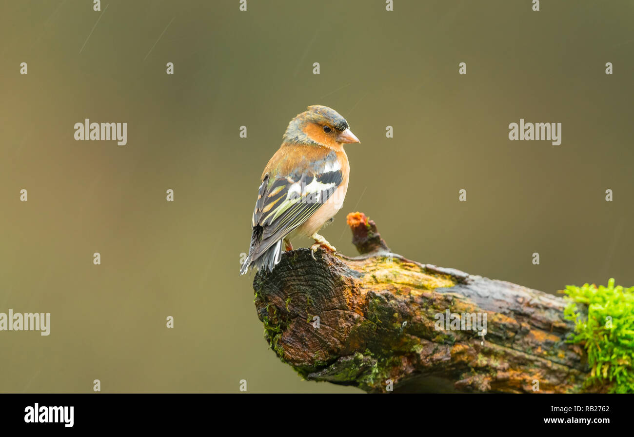 Chaffinch, (Scientific name: Fringilla coelebs) perched on a branch with green moss and facing right.  Clean background.  Landscape.  Space for copy. Stock Photo