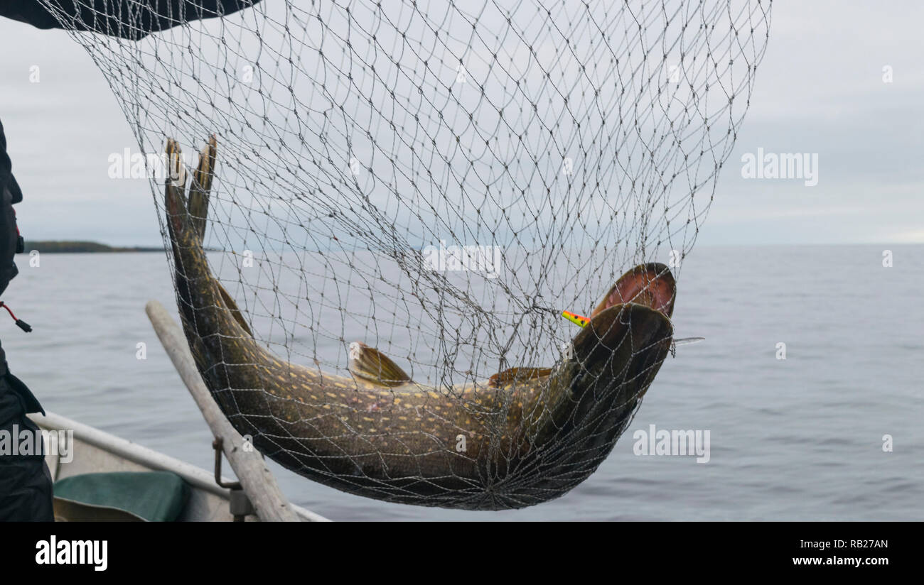 Close-up of big caught fish, hands of fisherman holding landing