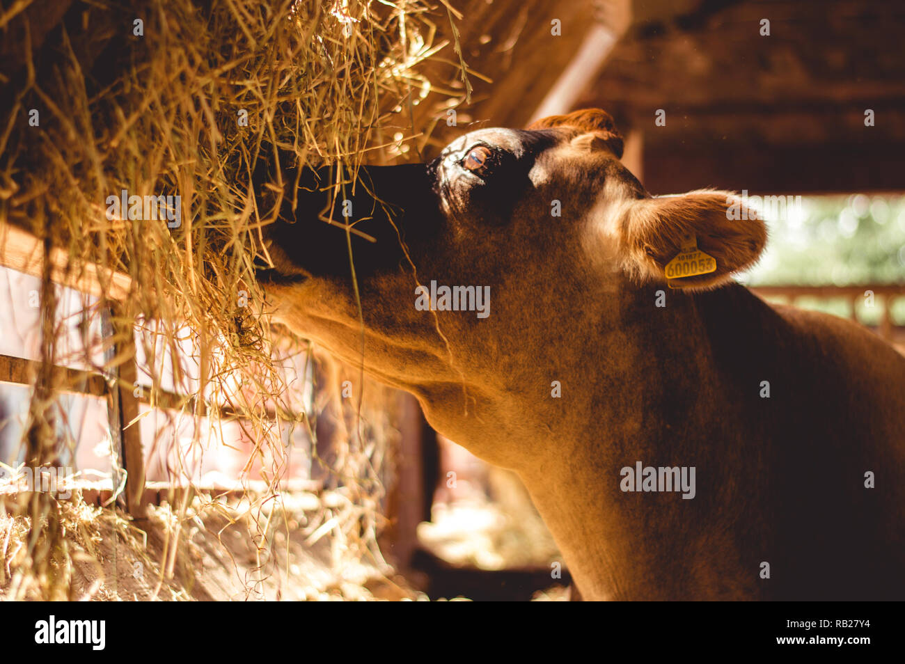 Cattle eating straw hi-res stock photography and images - Alamy
