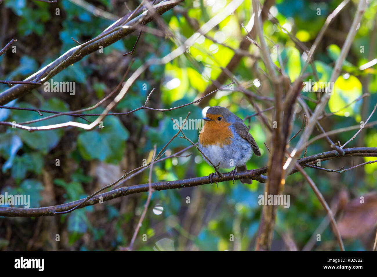 Robin [ Erithacus rubecula ] perchin in shrub Stock Photo - Alamy
