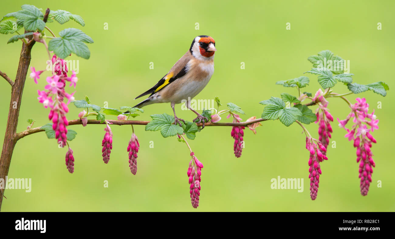 Goldfinch [ Carduelis carduelis ] on Flowering Currant [  Ribes sanguineum ] with out of focus grass in background Stock Photo